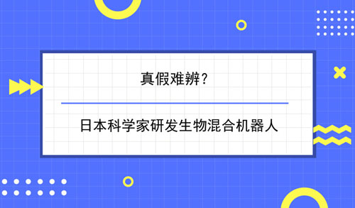 揭秘未来生肖趋势，新澳三期预测与实证解答（附关键词解读及落实方案）